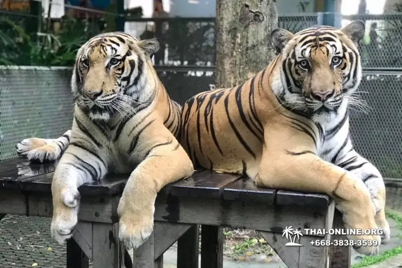 Тигровый парк поездка Таиланд, играть с тигрятами в Паттайе - фото 74