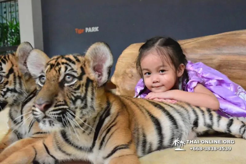 Тигровый парк поездка Таиланд 10