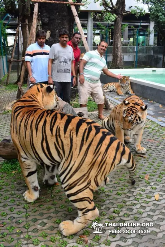 Тигровый Парк экскурсия в Паттайе, фотосессия с тигром Тайланд, подержать покормить играть с тигренком фото 33