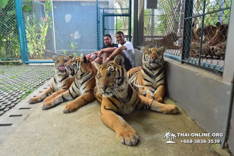 Тигровый парк поездка Таиланд, играть с тигрятами в Паттайе - фото 148