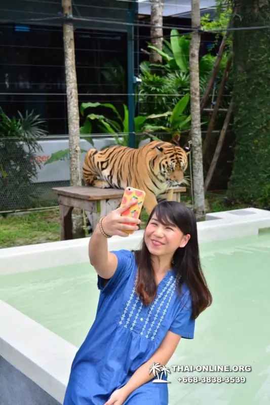 Тигровый парк поездка Таиланд, играть с тигрятами в Паттайе - фото 76