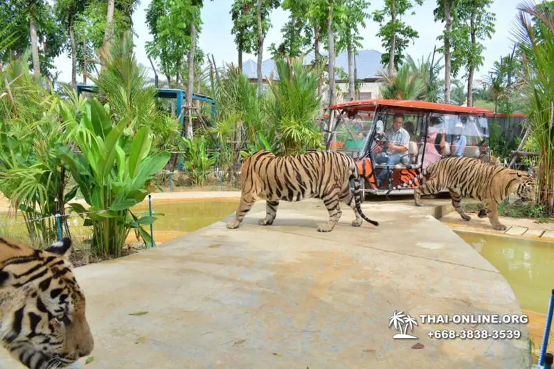 Тигровый Парк экскурсия в Паттайе, фотосессия с тигром Тайланд, подержать покормить играть с тигренком фото 22