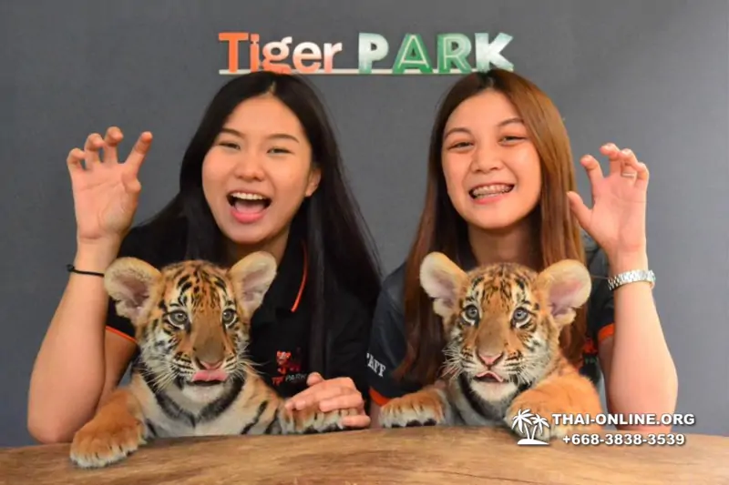 Тигровый парк поездка Таиланд 27