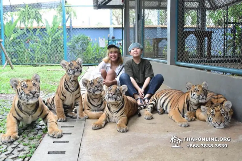 Тигровый Парк экскурсия в Паттайе, фотосессия с тигром Тайланд, подержать покормить играть с тигренком фото 23