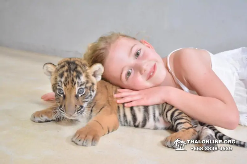 Тигровый парк поездка Таиланд 44