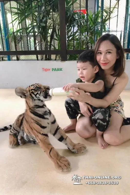 Тигровый парк поездка Таиланд, играть с тигрятами в Паттайе - фото 80
