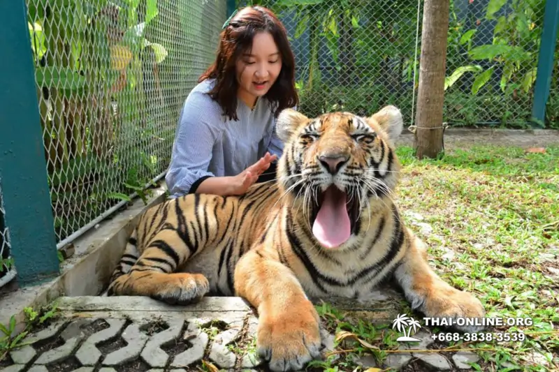 Тигровый парк поездка Таиланд, играть с тигрятами в Паттайе - фото 113