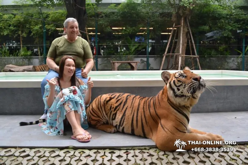 Тигровый парк поездка Таиланд, играть с тигрятами в Паттайе - фото 174