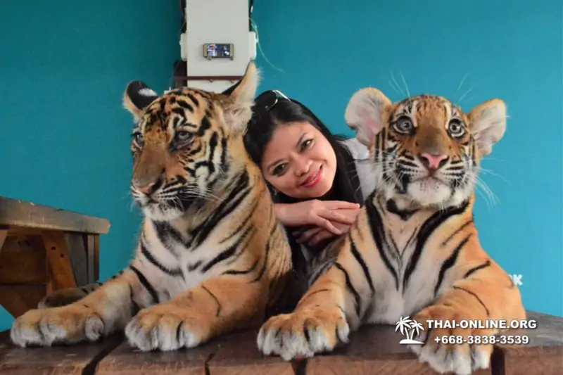 Тигровый парк поездка Таиланд, играть с тигрятами в Паттайе - фото 94