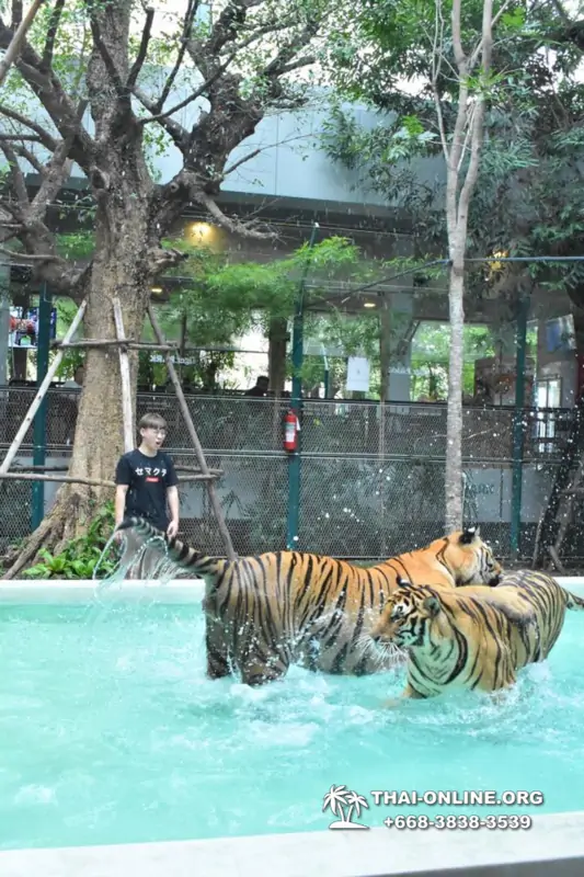 Тигровый парк поездка Таиланд, играть с тигрятами в Паттайе - фото 144