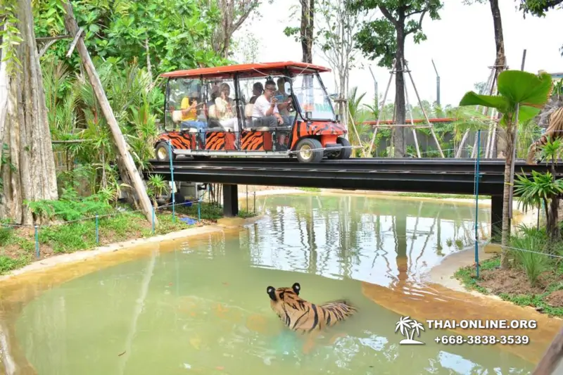 Тигровый парк поездка Таиланд, играть с тигрятами в Паттайе - фото 139