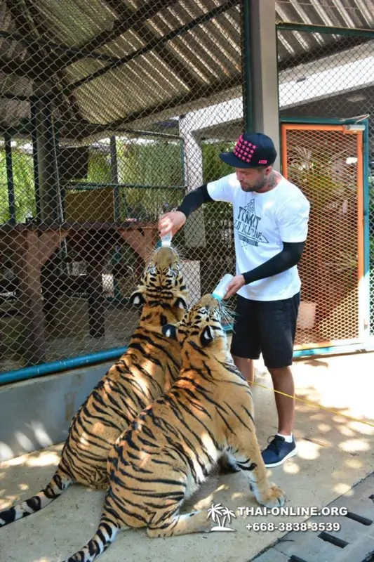 Тигровый Парк экскурсия в Паттайе, фотосессия с тигром Тайланд, подержать покормить играть с тигренком фото 18