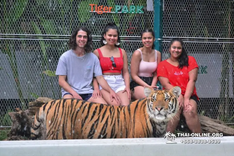 Тигровый Парк экскурсия в Паттайе, фотосессия с тигром Тайланд, подержать покормить играть с тигренком фото 24