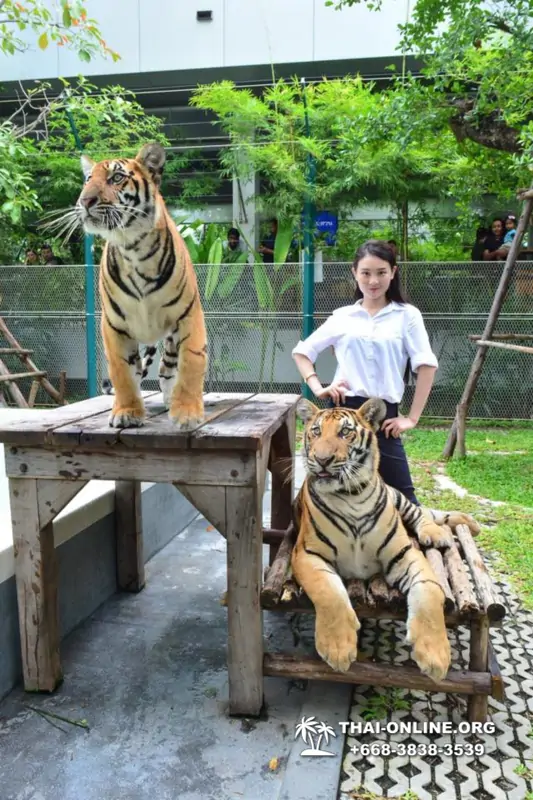 Тигровый парк поездка Таиланд, играть с тигрятами в Паттайе - фото 133