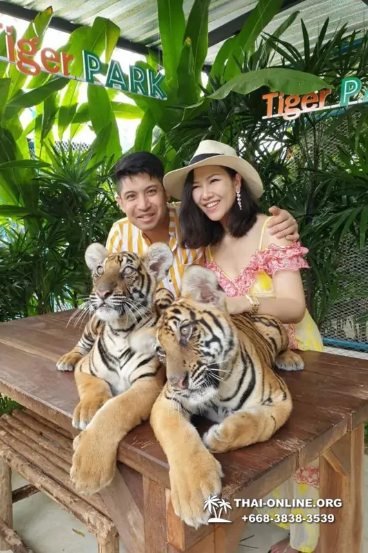 Тигровый парк поездка Таиланд, играть с тигрятами в Паттайе - фото 136