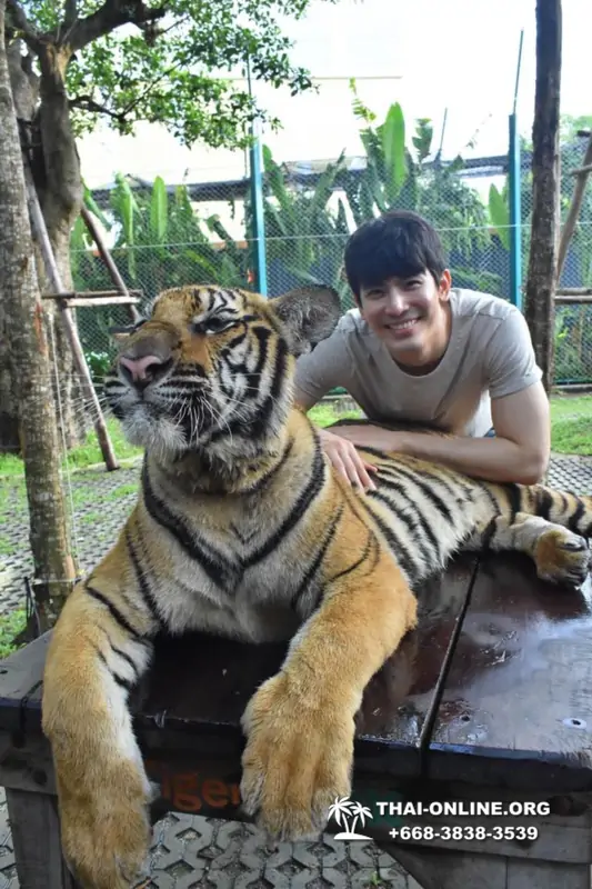 Тигровый парк поездка Таиланд, играть с тигрятами в Паттайе - фото 150