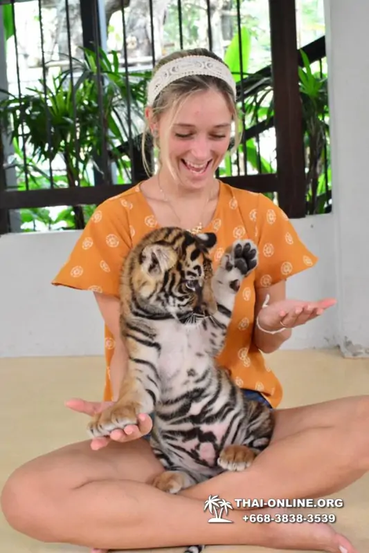 Тигровый парк поездка Таиланд 15