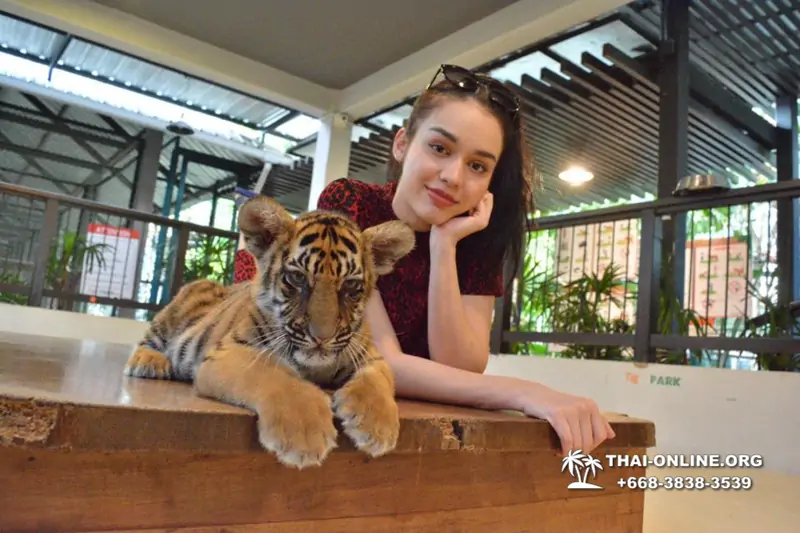Тигровый парк поездка Таиланд, играть с тигрятами в Паттайе - фото 92