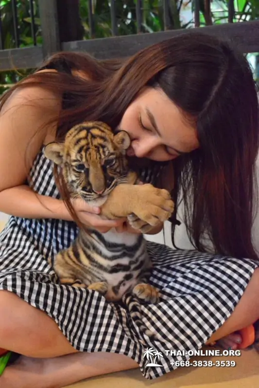 Тигровый парк поездка Таиланд, играть с тигрятами в Паттайе - фото 90