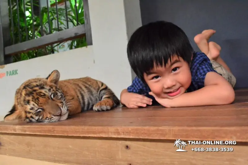 Тигровый парк поездка Таиланд 3