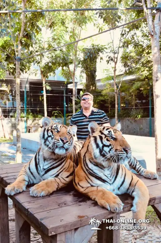Тигровый парк поездка Таиланд, играть с тигрятами в Паттайе - фото 100