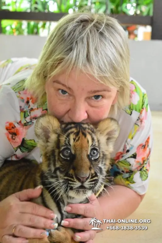Тигровый парк поездка Таиланд, играть с тигрятами в Паттайе - фото 1