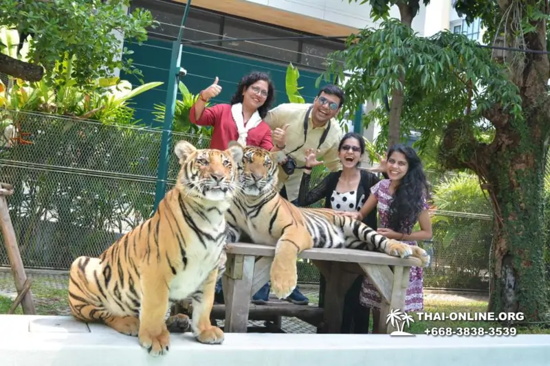 Тигровый Парк экскурсия в Паттайе, фотосессия с тигром Тайланд, подержать покормить играть с тигренком фото 25