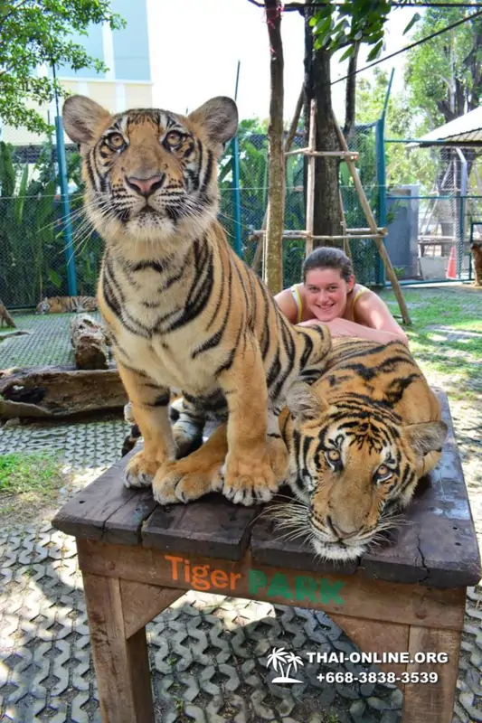 Тигровый Парк экскурсия в Паттайе, фотосессия с тигром Тайланд, подержать покормить играть с тигренком фото 31