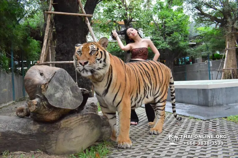 Тигровый парк поездка Таиланд, играть с тигрятами в Паттайе - фото 141