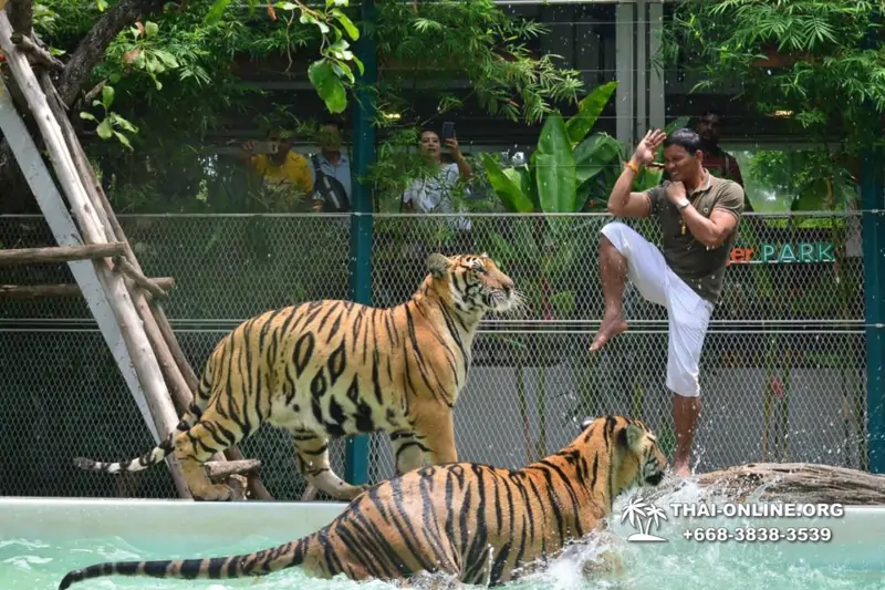 Тигровый Парк экскурсия в Паттайе, фотосессия с тигром Тайланд, подержать покормить играть с тигренком фото 3