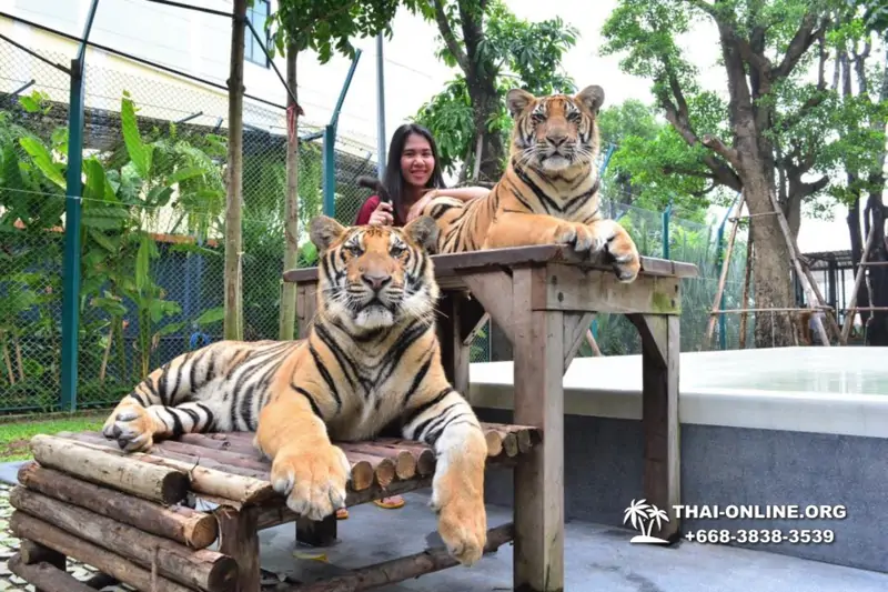 Тигровый парк поездка Таиланд, играть с тигрятами в Паттайе - фото 146