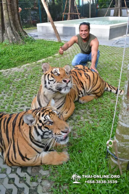 Тигровый парк поездка Таиланд, играть с тигрятами в Паттайе - фото 134