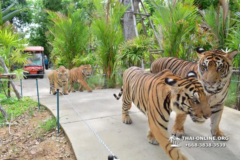 Тигровый Парк экскурсия в Паттайе, фотосессия с тигром Тайланд, подержать покормить играть с тигренком фото 4