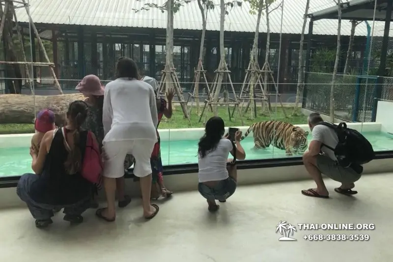 Тигровый парк поездка Таиланд, играть с тигрятами в Паттайе - фото 81