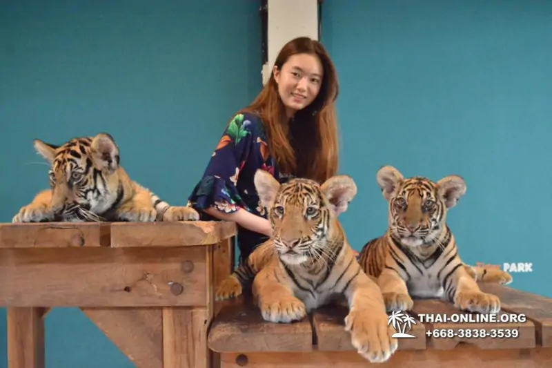 Тигровый парк поездка Таиланд 2