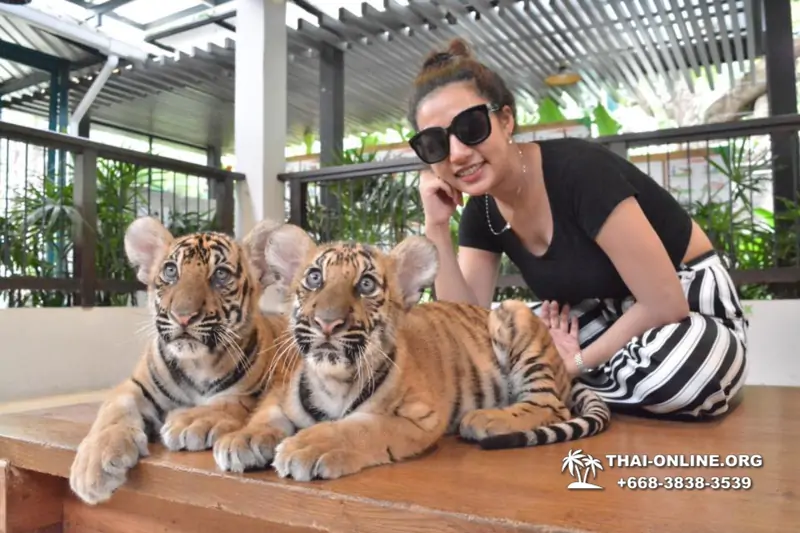 Тигровый парк поездка Таиланд, играть с тигрятами в Паттайе - фото 84