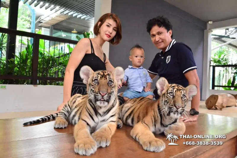 Тигровый парк поездка Таиланд, играть с тигрятами в Паттайе - фото 86