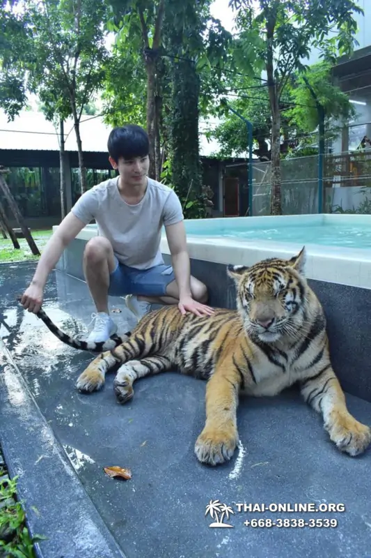Тигровый парк поездка Таиланд, играть с тигрятами в Паттайе - фото 138