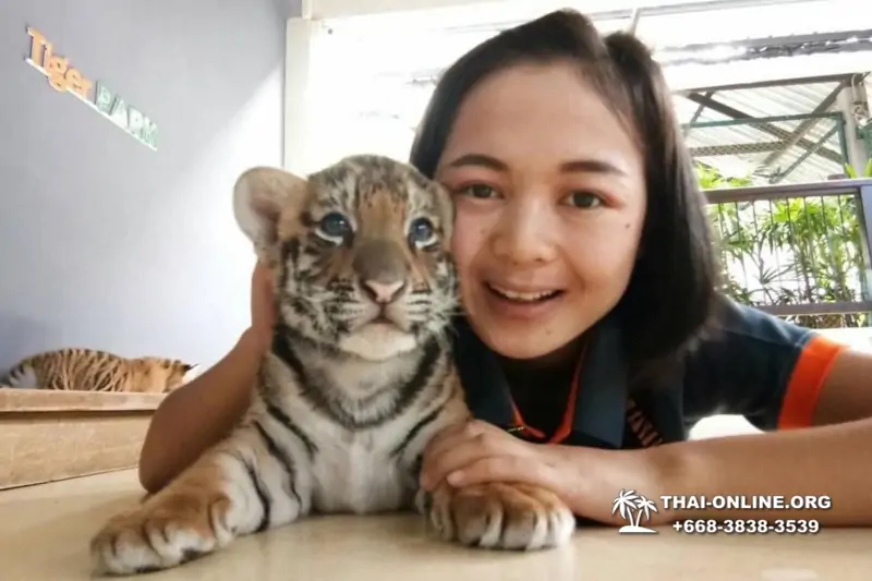 Тигровый парк поездка Таиланд 21