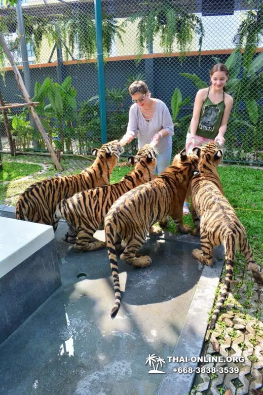 Тигровый парк поездка Таиланд, играть с тигрятами в Паттайе - фото 111