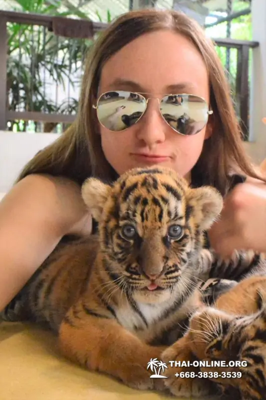 Тигровый парк поездка Таиланд 16