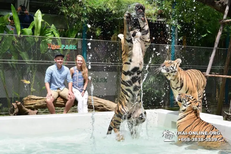 Тигровый Парк экскурсия в Паттайе, фотосессия с тигром Тайланд, подержать покормить играть с тигренком фото 16