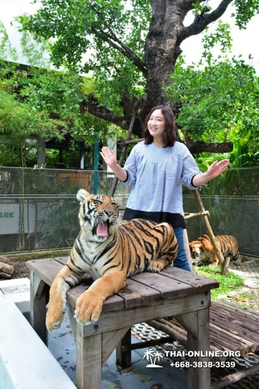 Тигровый Парк экскурсия в Паттайе, фотосессия с тигром Тайланд, подержать покормить играть с тигренком фото 15