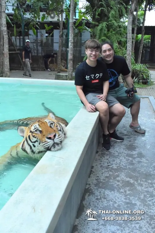 Тигровый парк поездка Таиланд, играть с тигрятами в Паттайе - фото 83