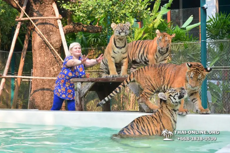 Тигровый Парк экскурсия в Паттайе, фотосессия с тигром Тайланд, подержать покормить играть с тигренком фото 2