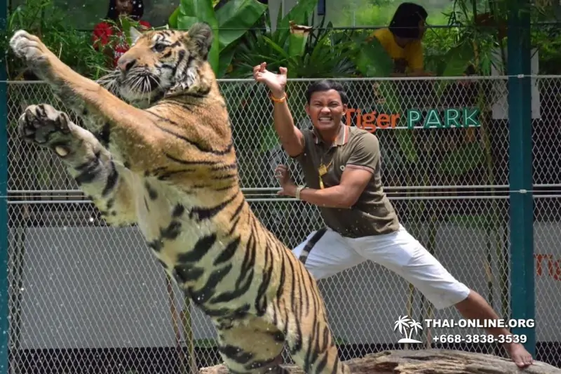 Тигровый парк поездка Таиланд, играть с тигрятами в Паттайе - фото 145