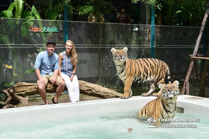 Тигровый парк поездка Таиланд, играть с тигрятами в Паттайе - фото 140