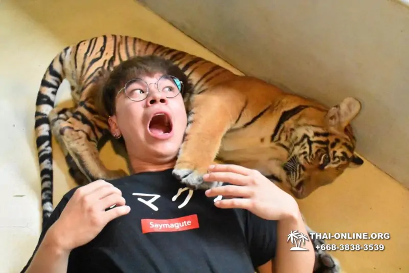 Тигровый парк поездка Таиланд 39