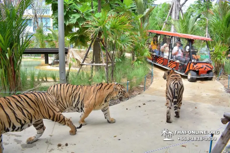 Тигровый Парк экскурсия в Паттайе, фотосессия с тигром Тайланд, подержать покормить играть с тигренком фото 19