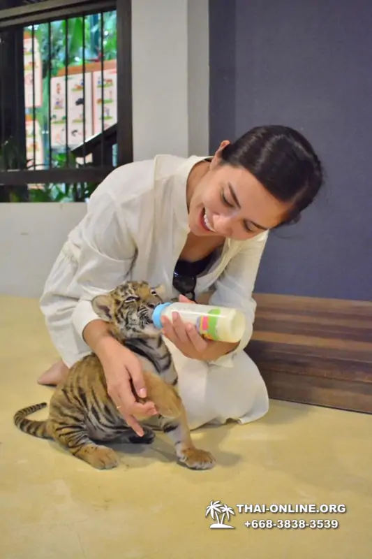Тигровый парк поездка Таиланд 49